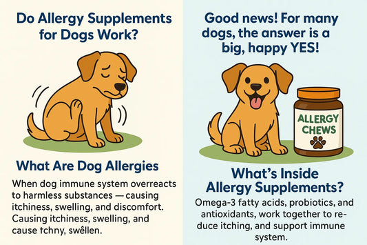 Do Allergy Supplements for Dogs Work?