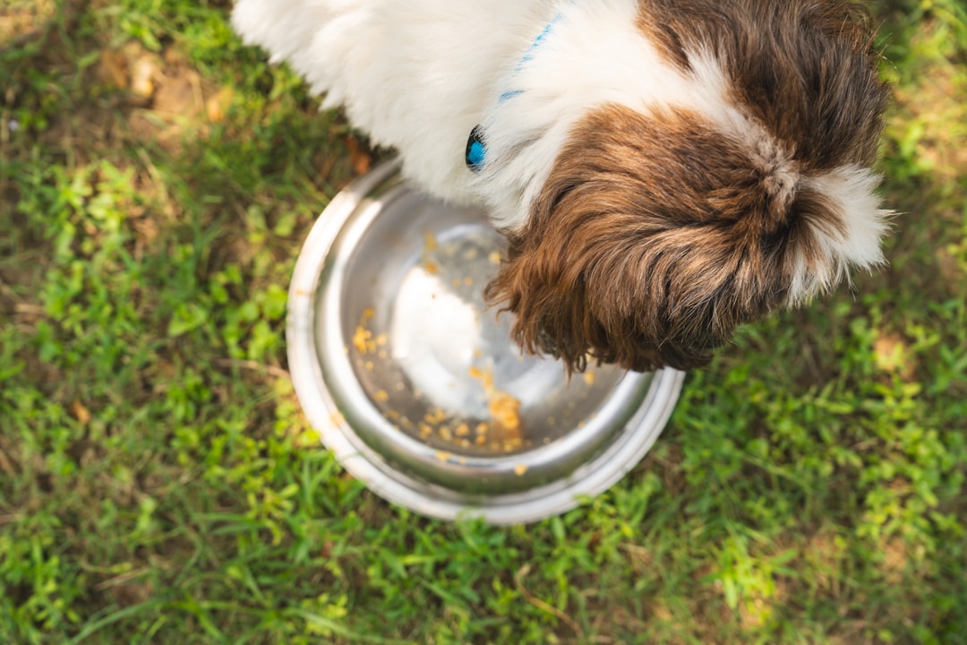 Dog eating food from bowl